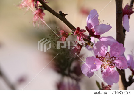 花桃 ひなの粧 花桃 ひなの粧 21635258
