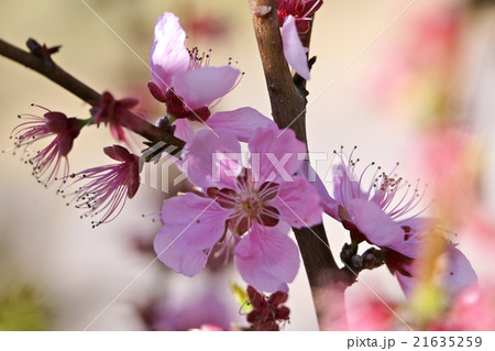 花桃 ひなの粧 花桃 ひなの粧 21635259