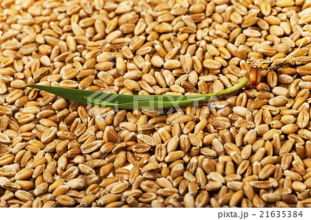 wheat , close up  21635384