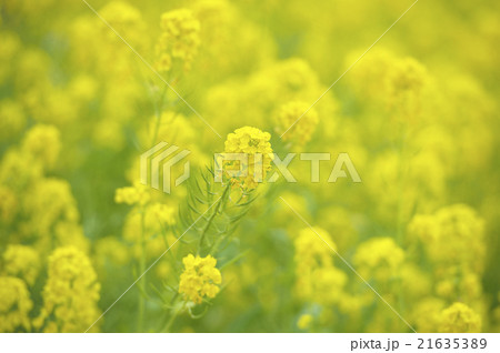 菜の花 菜の花 21635389