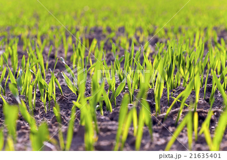 wheat germ , field 21635401