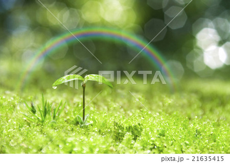 森の中の芽生え 森の中の芽生え 21635415