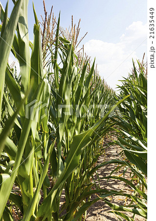 field with green corn   21635449