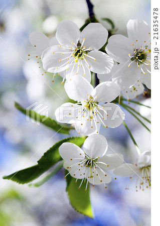 cherry blossom ,  spring   21635478