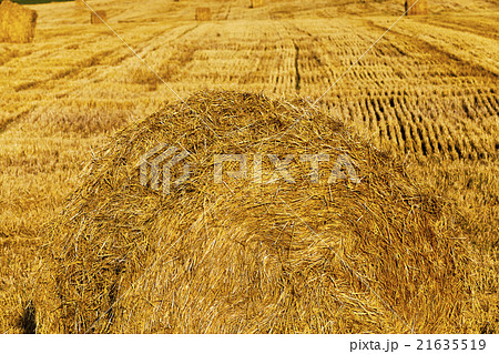 after wheat harvesting after wheat harvesting 21635519