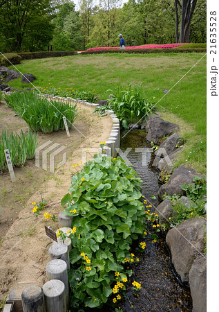 皇居の二ノ丸庭園の小川に咲くキンポウゲ科のエンコウソウ 21635528