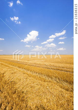 grow ripe wheat. grow ripe wheat. 21636315