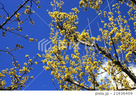 サンシュユの花 21636409