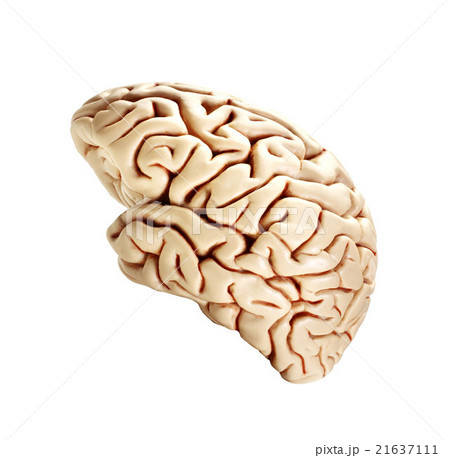 brain isolated on white brain isolated on white 21637111