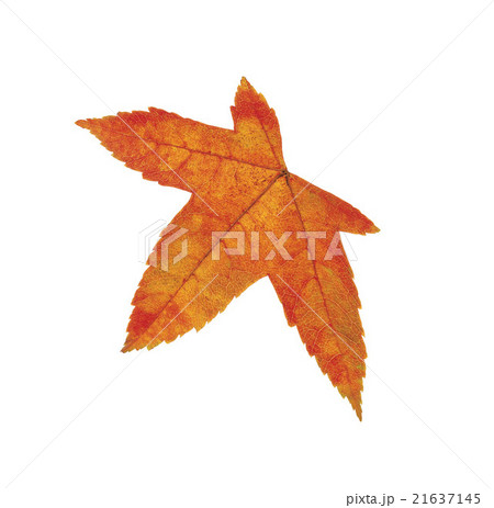 Orange leaf isolated on white 21637145