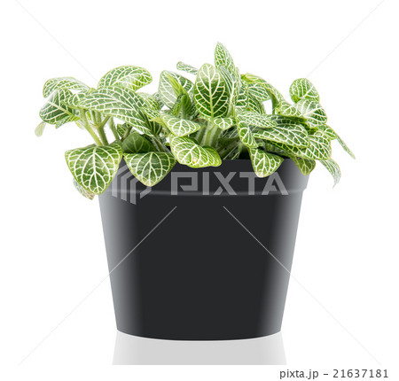 Melocactus unpotted and it shows the fibrous root 21637181