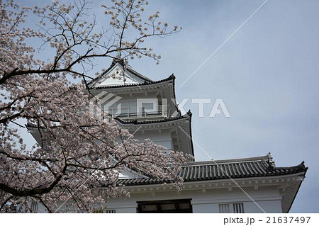小田原城と桜 21637497
