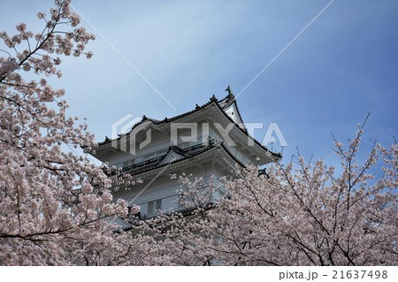 小田原城と桜 小田原城と桜 21637498