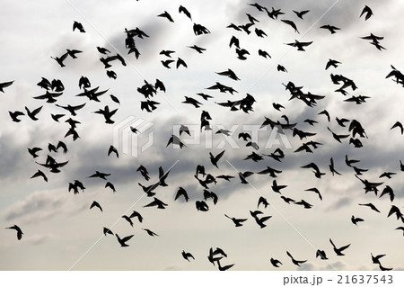 birds in the sky birds in the sky 21637543