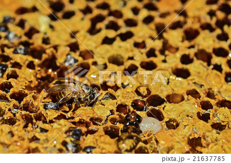 Macro shot of bees swarming on a honeycomb Macro shot of bees swarming on a honeycomb 21637785