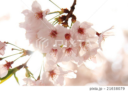 葛飾区東四つ木の桜 21638079