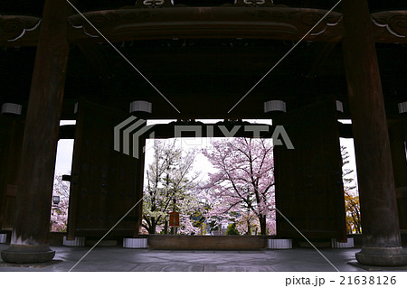 くろ谷　金戒光明寺の桜 21638126