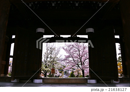 くろ谷　金戒光明寺の桜 21638127