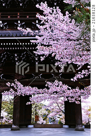 くろ谷　金戒光明寺の桜 21638128
