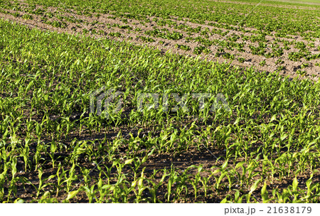 corn sprouts , close up 21638179