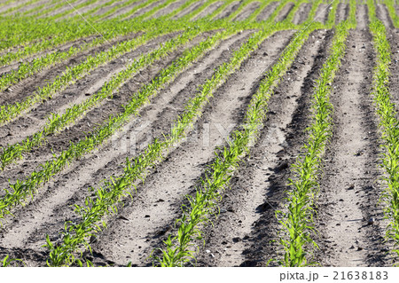 green corn. Spring green corn. Spring 21638183