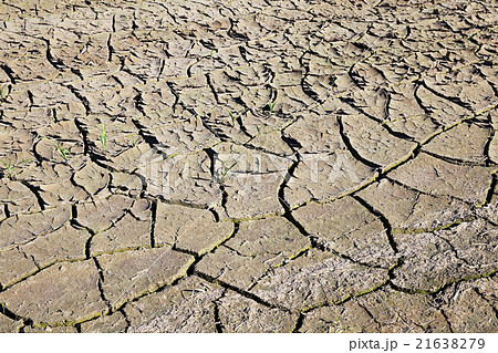 cracked earth in the field     21638279