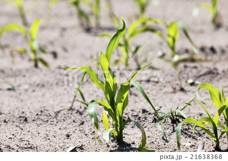 Field with corn Field with corn 21638368