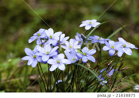 spring flowers , forest spring flowers , forest 21638875
