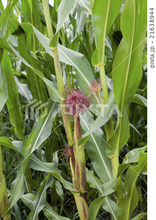 Corn field, summer Corn field, summer 21638944