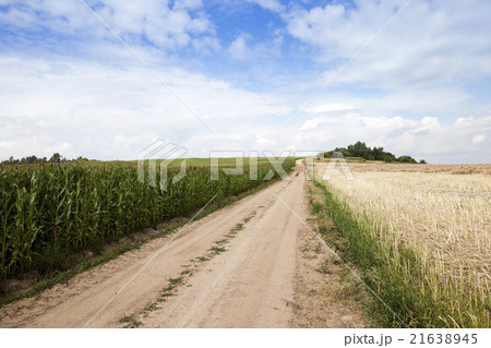 road in a field   21638945