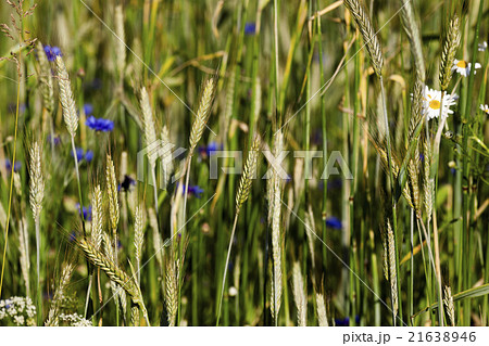 blue cornflower, closeup blue cornflower, closeup 21638946