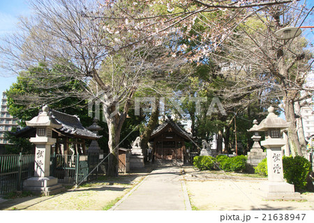 名古屋の駅裏の椿神社 21638947