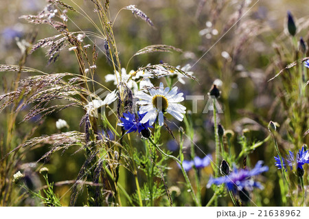 daisy flowers  , summer   21638962