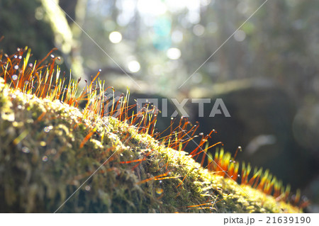 森の苔の花の写真素材