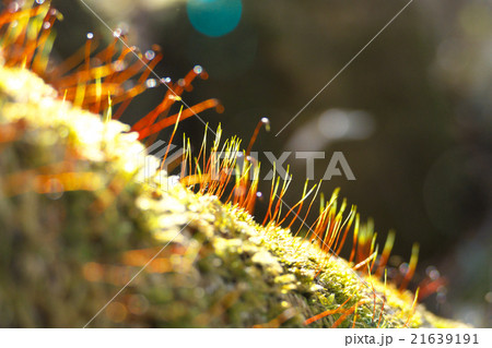 森の苔の花 21639191