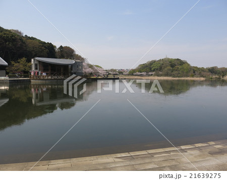 松戸市の「21世紀の森と広場」に広がる千駄堀池 松戸市の「21世紀の森と広場」に広がる千駄堀池 21639275