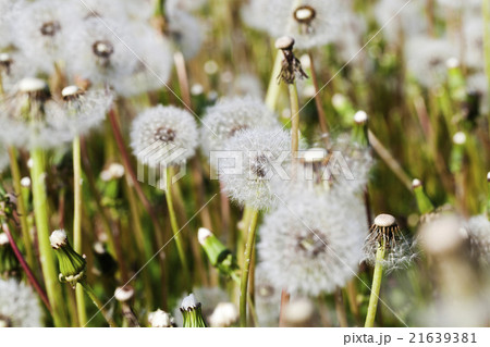 white fluffy dandelions in the meadow white fluffy dandelions in the meadow 21639381