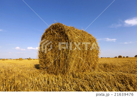 Stack of straw Stack of straw 21639476