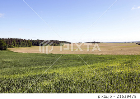 immature green grass immature green grass 21639478