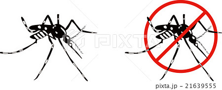 ヒトスジシマカ（ヤブ蚊） 21639555