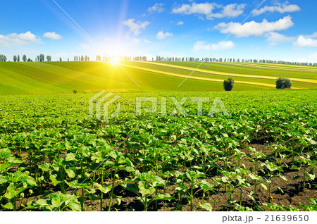 field sunflower sprouts and sunrise field sunflower sprouts and sunrise 21639650