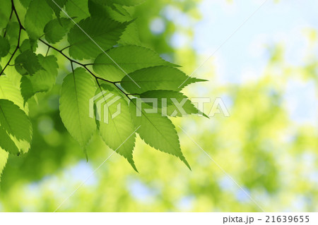 ケヤキの葉 21639655