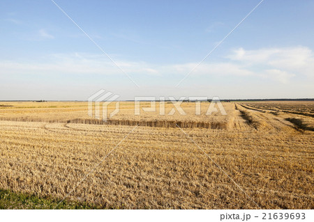 farm field cereals   21639693