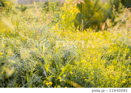 rural landscape with sunrise over a meadow 21640085