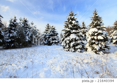 small fir trees small fir trees 21640394