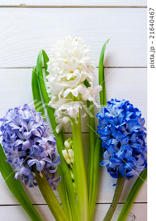 Fresh pink, blue and white  flowers hyacinths  21640467