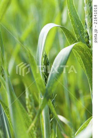 green cereals, close-up  21641018