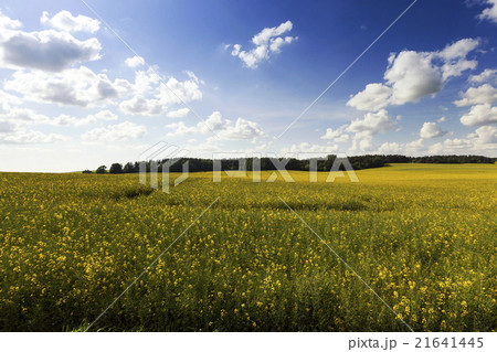 immature cereals, field 21641445