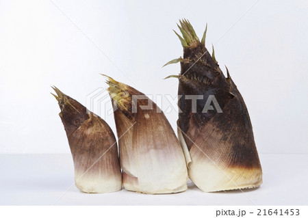 たけのこ 21641453