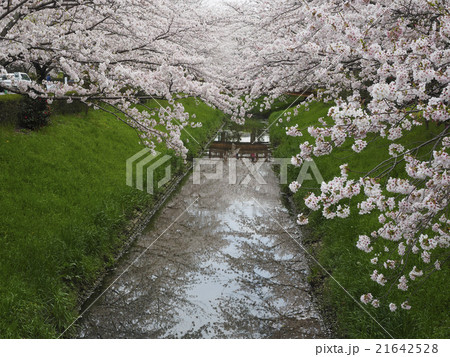さくら並木 21642528